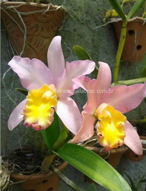 Lc. Marina - Varia��es (4)