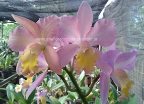 Lc. Marina - Varia��es (5)