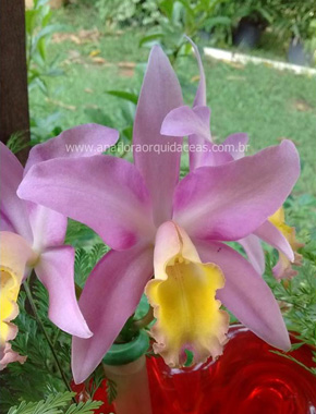 Lc. Marina - Varia��es (7)