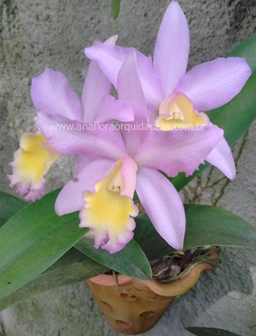 Lc. Marina - Varia��es (8)