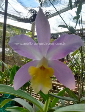 Lc. Marina - Varia��es (9)